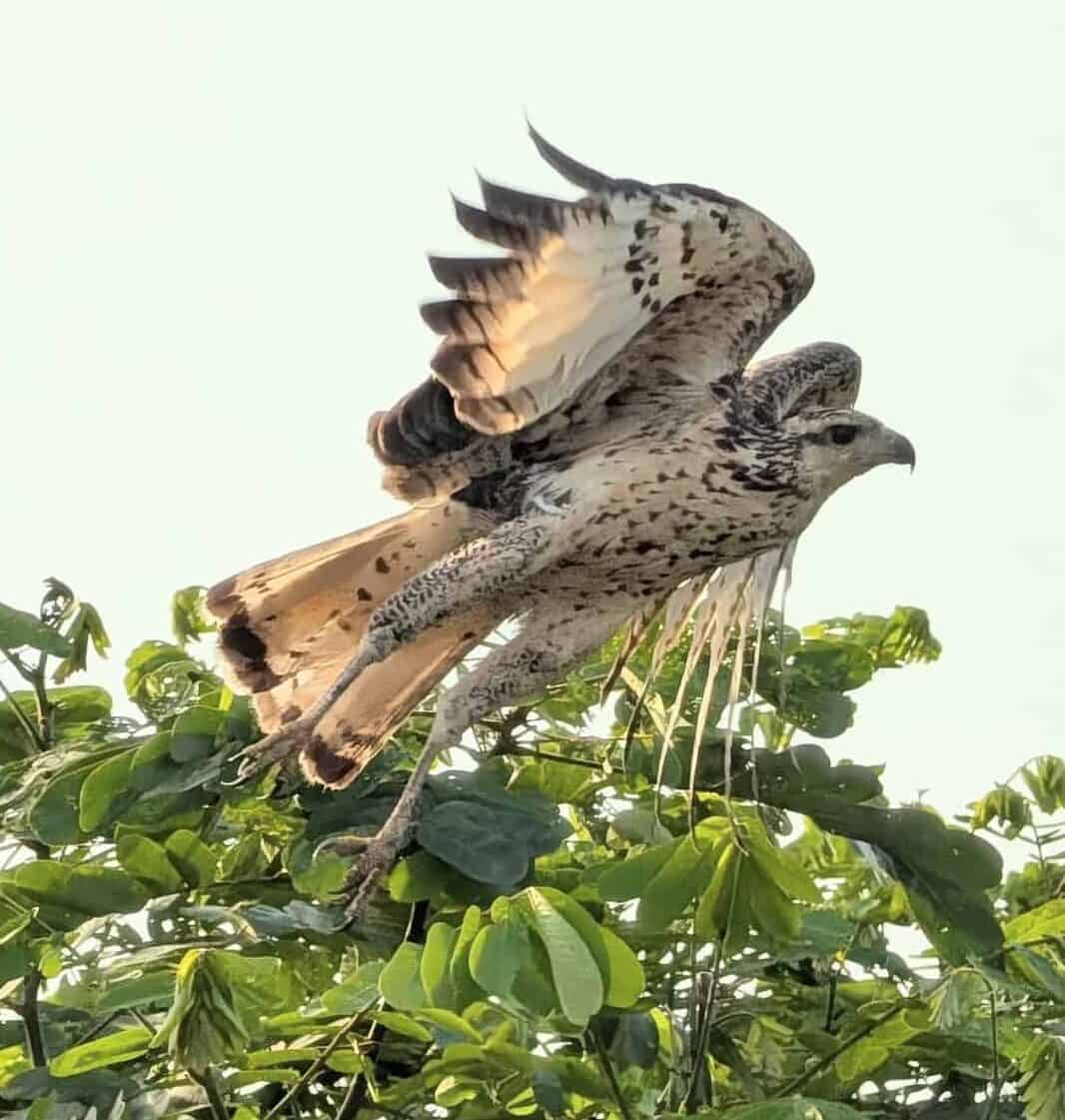 A large mottled brown and cream bird of prey spreads its wings while launching from the leafy top of a tree. Warm sunlight shines through its patterned wing feathers.