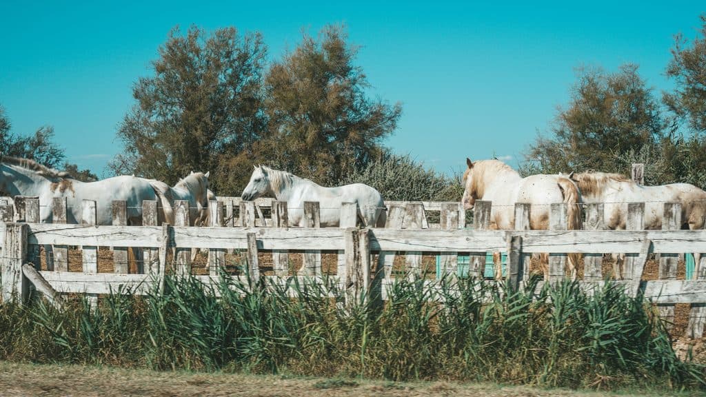 White Camargue horses stand behind a rustic wooden fence surrounded by tall grasses and trees in southern France. Seeing the regions famous horses is part of a Camargue France excursion on a Tauck river cruise.